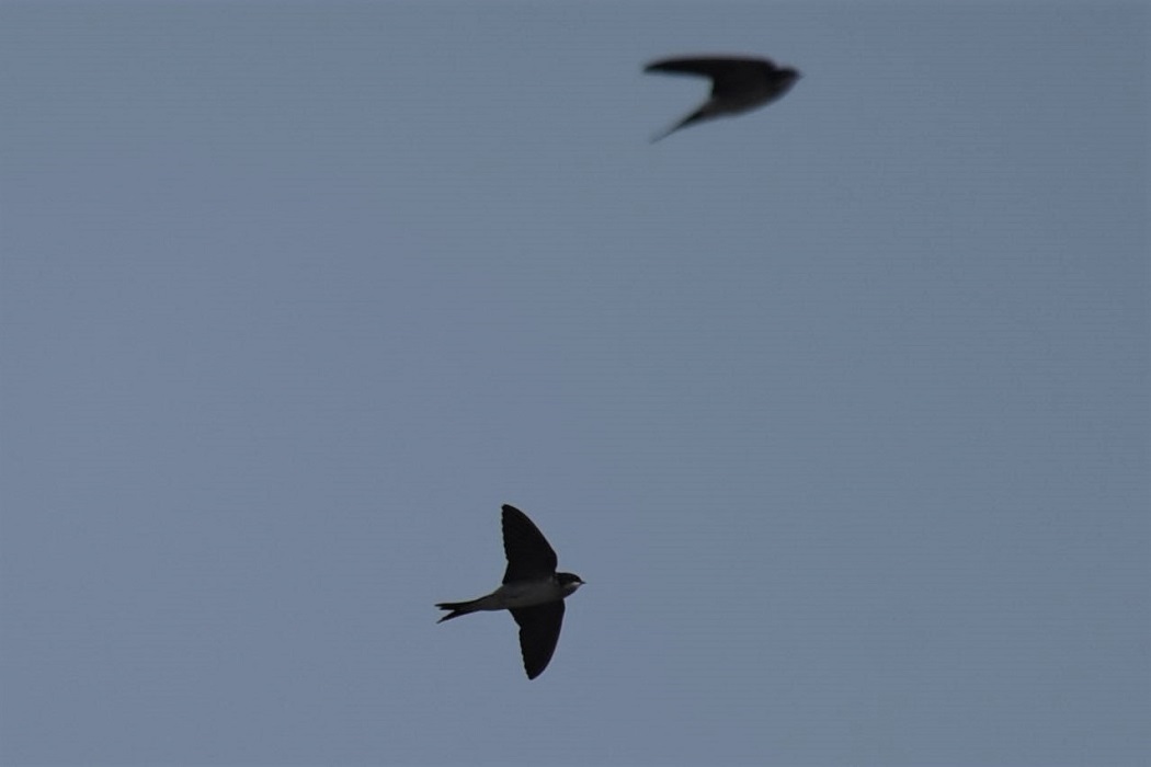 Common House-Martin
